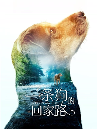 一条狗的回家路普通话